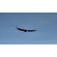 Condor Global Forestry Products Inc.