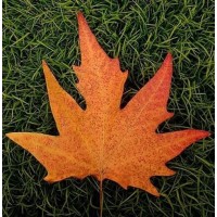 Chinar Group logo - Similar company to Buyanybat.Com