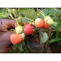Cameroon Agricultural Commodities Sarl (Cameragricom Sarl)