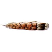 Red Grouse Capital Management