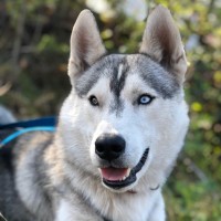 Dutch Husky Experience logo - Similar company to Explore Tanzania