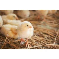 Poultry Partners logo - Similar company to Planway Poultry