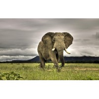 Animals logo - Similar company to Mantra Computing, Inc.