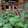 Eastern Hotel Mbale logo - Similar company to Venzi Inc