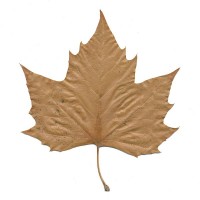 Brown Leaf Ventures logo - Similar company to Paladia Builders