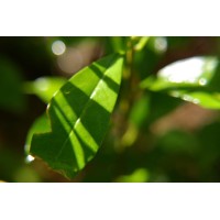 Cancerinformation.com.hk logo - Similar company to Hong Kong Anti-Cancer Society (Hkacs)