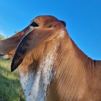 Mudzamba Cattle Ranches logo - Similar company to Ranchers Beef