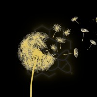 Regeneration Pollination logo - Similar company to Kajwang Foundation