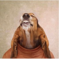 Pearly Bites Veterinary logo - Similar company to Animal General