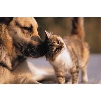 veterinaria la salle logo - Similar company to Sur Selecto