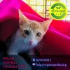 Vegan Mumbai 🎁 Shop √ Potluck √ Show logo - Similar company to Empathy Foundation, Mumbai