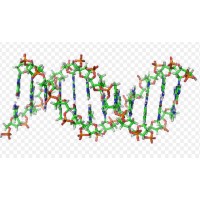 Canada Branch of Bangladesh Chemical and Biochemical Association in North America (BACABANA) logo - Similar company to Bangladesh Korea Institute Of Information And Communication Technology (Bkiict)