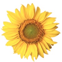 Homewatch Caregivers of Ann Arbor logo - Similar company to Visiting Angels Ann Arbor