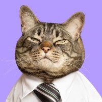 Cansei de ser gato logo - Similar company to Cão Cidadão