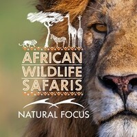 African Wildlife Safaris and Natural Focus logo - Similar company to Crooked Compass