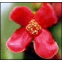 Tours & Travel Network