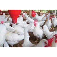 Agri Plug logo - Similar company to Nassi Collant By Retificio Nassi Srl