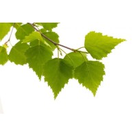 Grove Development logo - Similar company to Spektr.Digital