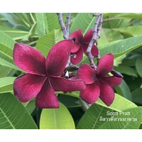 Plumeria Suan Madam logo - Similar company to Lone Guardian