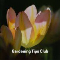 Gardening Tips Info logo - Similar company to Lone Guardian