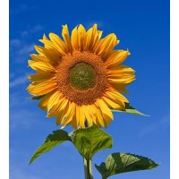 Zonnebloem logo - Similar company to Adora Zorg