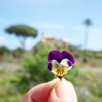 Karma Flores Ecologicas