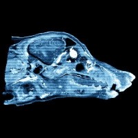 Dogbrain logo - Similar company to Vajrapod Llc