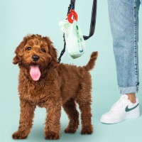 FurSentials logo - Similar company to B2B Increase