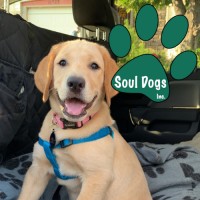 Soul Dogs, Inc logo - Similar company to Cornerstone Programs Community Counseling Services