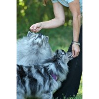 PAWSITIVE PET logo - Similar company to Paws At Work