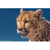 Gamewatchers Safaris India logo - Similar company to Kenlink Tours
