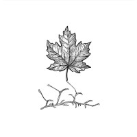 Maples and Moss Capital logo - Similar company to Maples Solutions