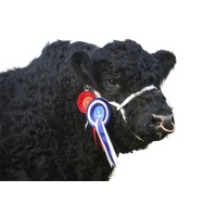 Clifton Belted Galloways logo - Similar company to Kp Technology Ltd