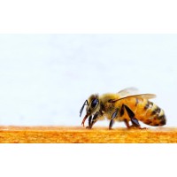 Sandalwood Farm, Llc
