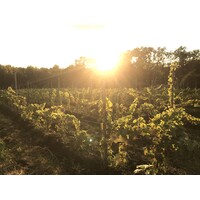 Rienzi Vineyard & Winery Consulting LLC. logo - Similar company to Karamoor Estate Vineyard & Winery