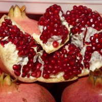 Subhas Farms - Pomegranate and Aloe Vera logo - Similar company to Rincon Realty - Shear Wall Construction Contractor
