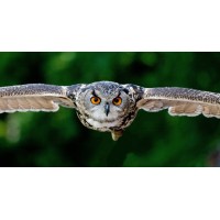 Owl Hill Insurance Services Inc