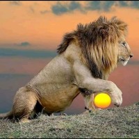 PREA AFRICA SAFARI ADVENTURES logo - Similar company to Kingsman Engineering Ltd