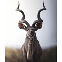 Kudu LLC logo - Similar company to Scaling With Experts