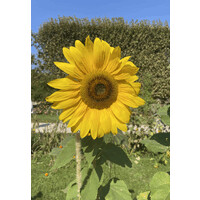 Entraide Permanente 🌻 logo - Similar company to Esper Pro