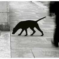 Shadowhound Ltd logo - Similar company to Figtree Search