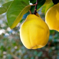 Quince srl logo - Similar company to Lime Srl