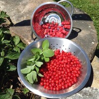 Wild Berry Ranch