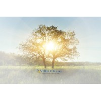 Overlook CARE Management logo - Similar company to Clear Guidance, Llc