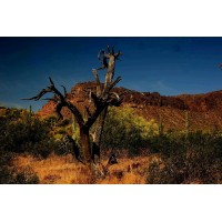 Silver Branch Studios logo - Similar company to Frans Lanting Inc