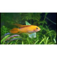Endless Aquarium logo - Similar company to Ev Makers Llc