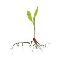 Graswurzle logo - Similar company to Libertäre Partei