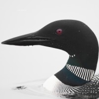 LUNE LOGISTICS INC. logo - Similar company to Ship Eazy Logistics