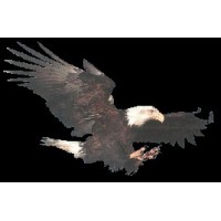 Soaring Eagle Consulting, LLC logo - Similar company to Soaring Eagle Data Solutions, Inc.