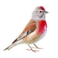 linnet logo - Similar company to Linnet Digital Td
